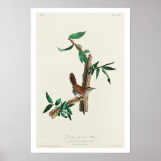 Bewick's Wren by Audubon Poster