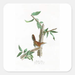 Bewick's Wren John James Audubon Birds of America Square Sticker