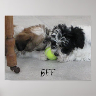 BFF Best Friends Puppy Poster