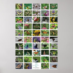 bfly_50_poster poster