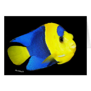 Bi-Colour Angel fish