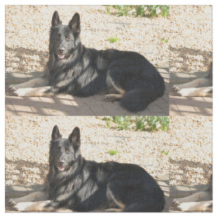 bi coloured german shepherd laying fabric
