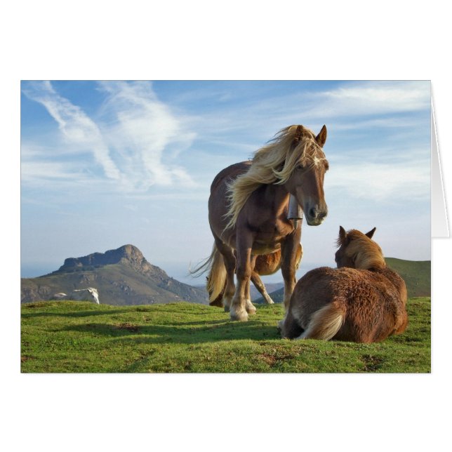 bianditz / Icelandic horses (Front Horizontal)