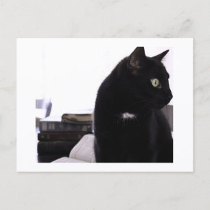 Bibles and Black Cat Postcard Print by JH Thornton
