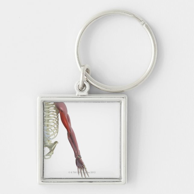Biceps Brachii Key Ring (Front)