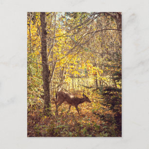 Biche - Parc national du Mont-Tremblant Postcard