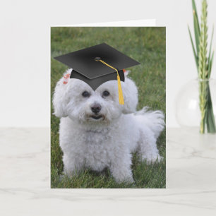Bichon Black Cap Graduation Card
