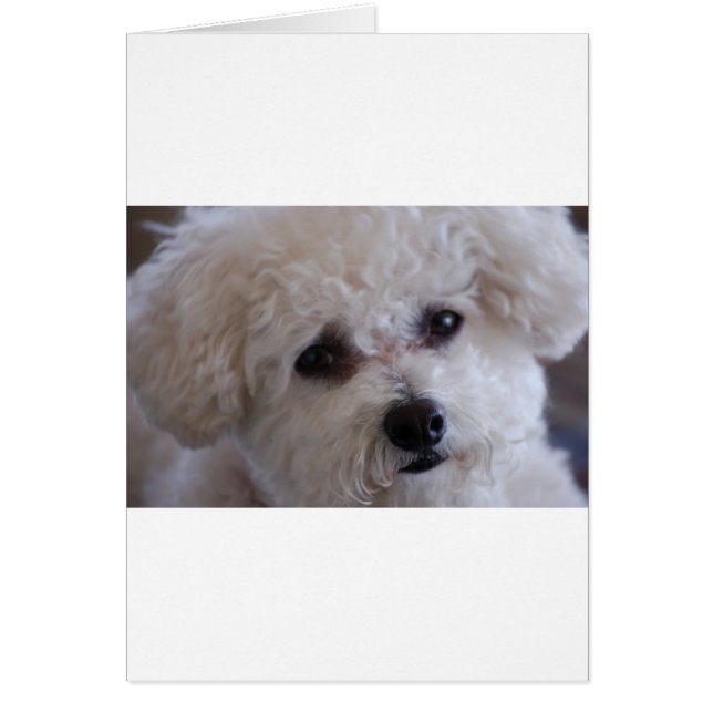 Bichon close up (Front)