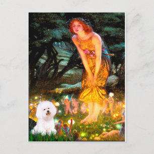 Bichon Frise 1 - MidEve Postcard
