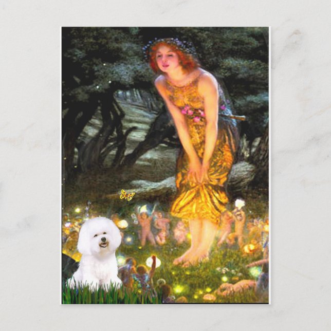 Bichon Frise 1 - MidEve Postcard (Front)