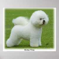 Bichon Frise 9F85D-15