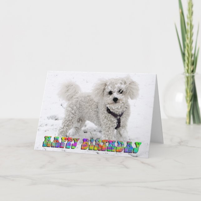 Bichon Frise birthday card (Front)