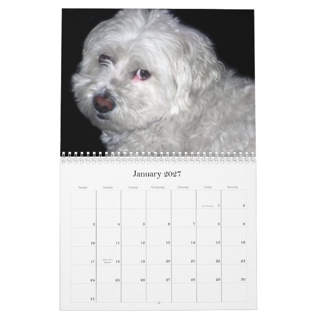 Bichon Frisé Calendar (Jan 2027)