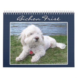 Bichon Frisé Calendar