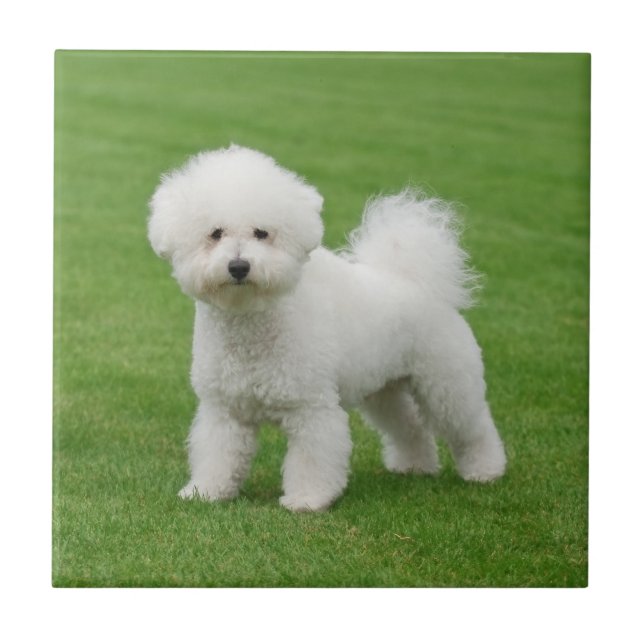 Bichon Frise Ceramic Tile (Front)