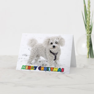 Bichon Frise Christmas Card