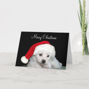 Bichon Frise Christmas Holiday Card