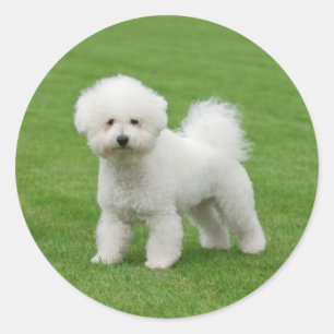 Bichon Frise Classic Round Sticker