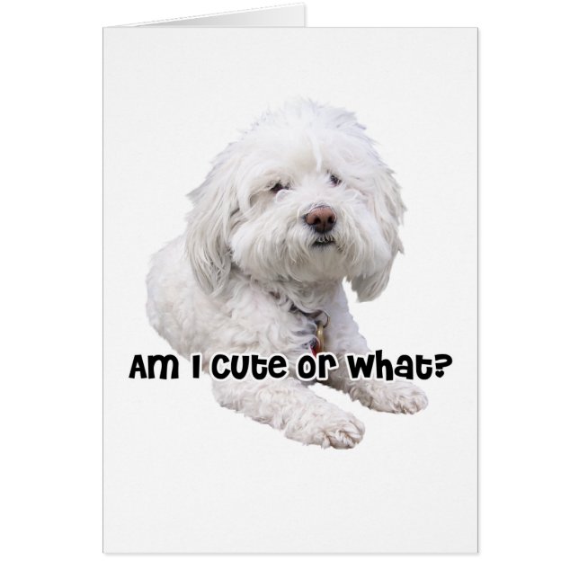 Bichon Frise Dog (Front)