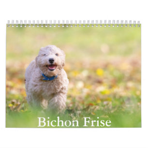 Bichon Frise dog Calendar