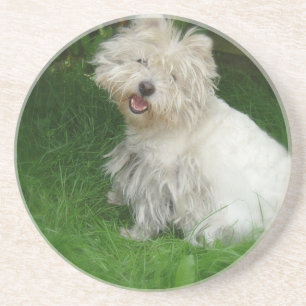 Bichon Frise Dog Coasters