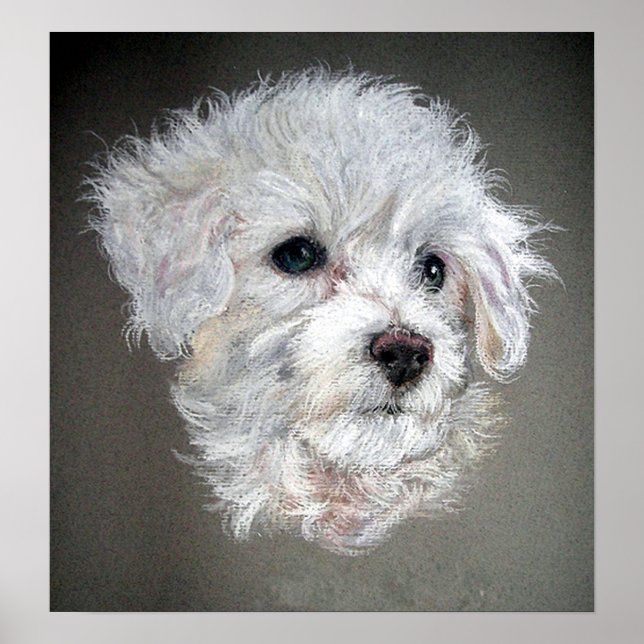 Bichon Frise Dog Portrait Poster Print (Front)