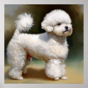 Bichon Frise Dog  Poster