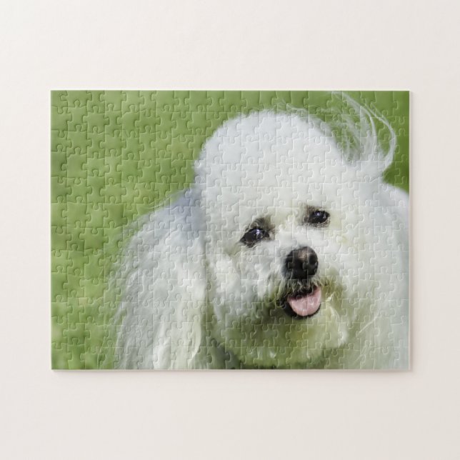 Bichon Frise Dogs. Jigsaw Puzzle (Horizontal)