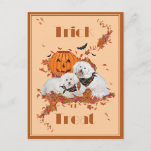 Bichon Frise Halloween Postcard