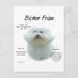 Bichon Frise History; All About Bichon Frise Postcard