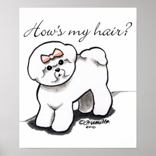 Bichon Frise Hows My Hair Poster