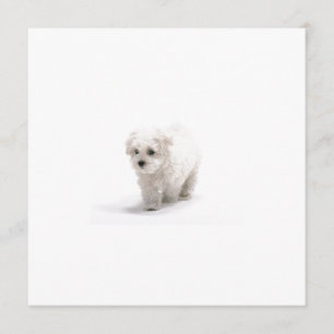 Bichon Frise Invitation