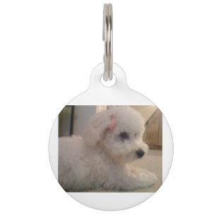 Bichon frise laying pet tag