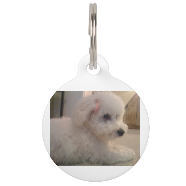 Bichon frise laying pet tag (Front)