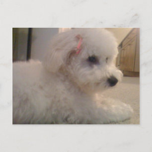 Bichon frise laying postcard