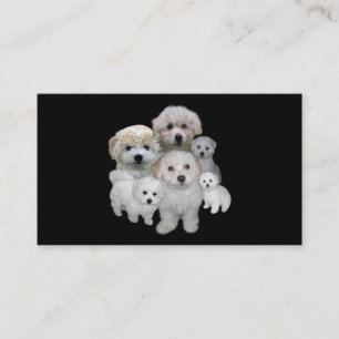 Bichon Frise Lover Business Card