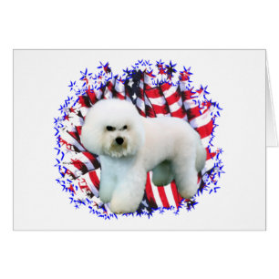 Bichon Frise Patriot