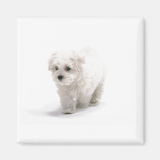 Bichon Frise Photo Magnet (Front)