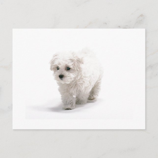 Bichon Frise Photo Postcard (Front)