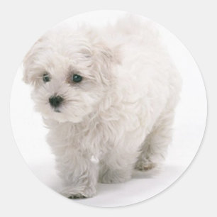 Bichon Frise Photo Stickers