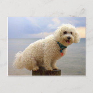 Bichon Frise Postcard