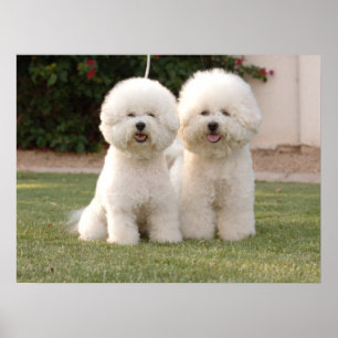Bichon Frise Print