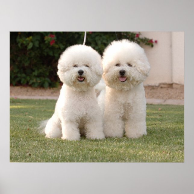 Bichon Frise Print (Front)