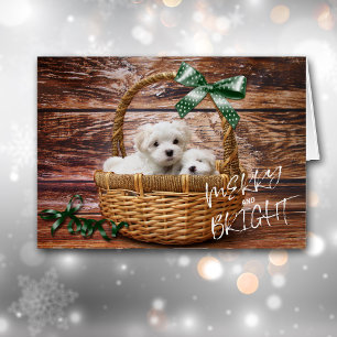 Bichon Frise Puppies in Basket Christmas Card