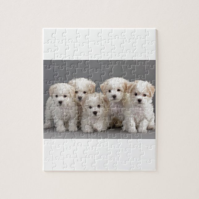 Bichon Frisé Puppies Jigsaw Puzzle (Vertical)
