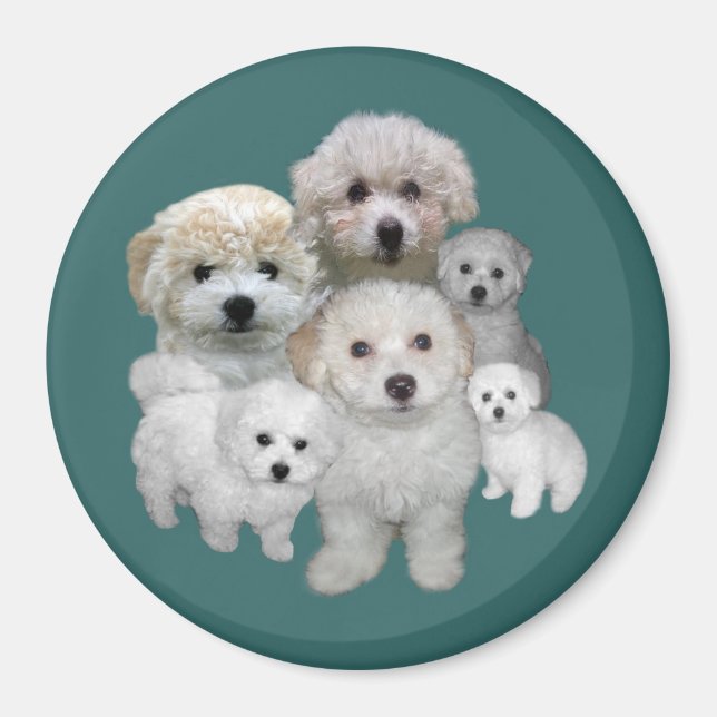 Bichon Frise Puppies Magnet (Front)