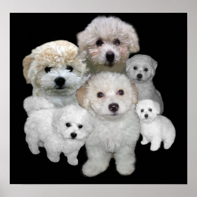 Bichon Frise Puppies Print (Front)