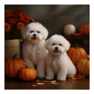 Bichon Frise Puppy Autumn Delight Pumpkin  Poster