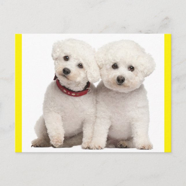 Bichon Frise Puppy Dog Blank Post Card (Front)
