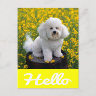 Bichon Frise Puppy Dog Hello Greeting Post Card